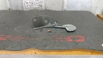94-98 Ford Mustang Cruise Control Body Mounting Bracket. Fixed Price $29.95.